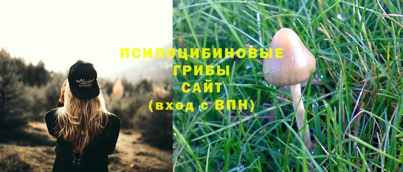 Псилоцибиновые грибы Magic Shrooms  Нерехта 